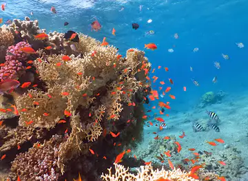 Dive Eilat - Дайвинг в Эйлате на Красном море!
