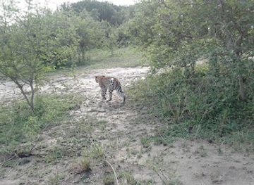 uganda/queen-elizabeth-national-park/attraction/royal-circuit-trail