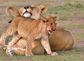 tanzania/arusha/attraction/tanzania-safari