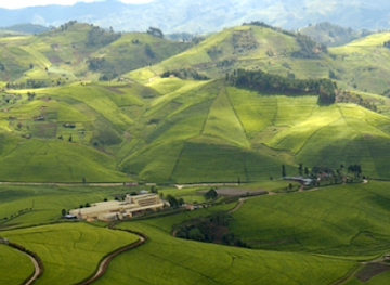 rwanda/rubavu/attraction/tea-plantation