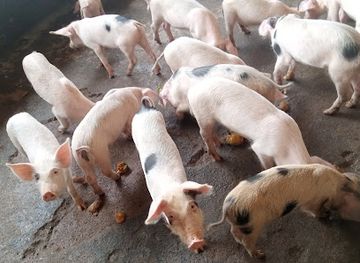 togo/dapaong/attraction/ferme-batissons-demain