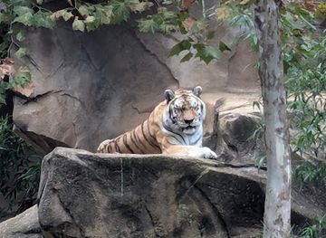 south-carolina/midlands/attraction/riverbanks-zoo