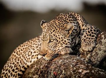 kenya/nairobi/attraction/kenya-tanzania-safari