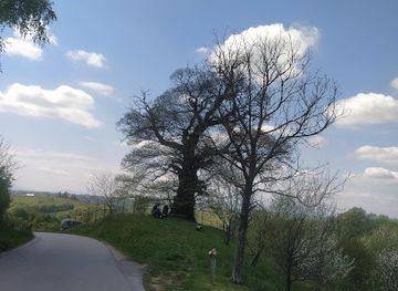 slovenia/prekmurje/attraction/najstarejsi-kostanj-v-jeruzalemu