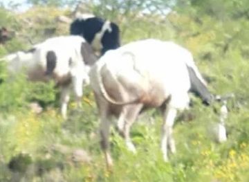 eritrea/adi-keyh/attraction/enida-aboy-kesi-jerdin