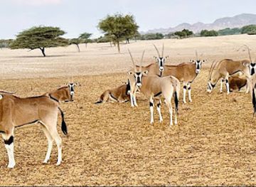 united-arab-emirates/arabian-gulf-coast/attraction/sir-bani-yas-island-abu-dhabi