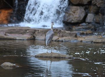 alabama/alabama-coastal-birding-trail/attraction/chewacla-state-park