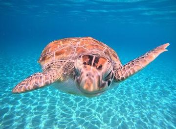 curacao/soto/attraction/playa-grandi