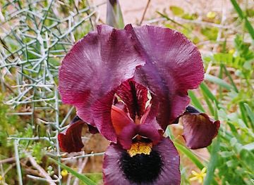 israel/hadera/attraction/givat-hairusim-ein-hayam