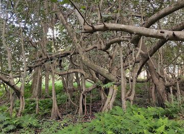 malawi/central-region/attraction/chilema-tree