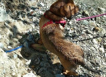 montana/flathead-lake/attraction/foys-island