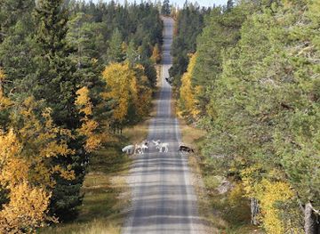 sweden/idre-fjall/attraction/reindeer-spot-point