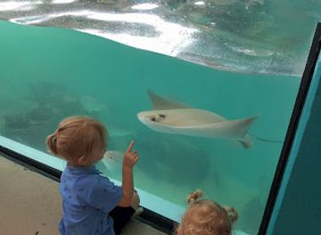 kentucky/mississippi-plateau/attraction/newport-aquarium
