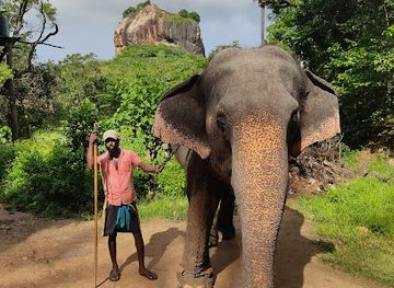 sri-lanka/minneriya-national-park/attraction/elephants-feeding-spot