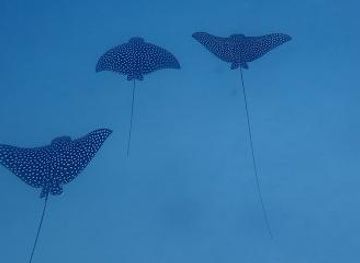 honduras/roatan/attraction/arch-s-iguana-and-marine-park