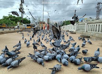 india/hyderabad/attraction/pigeon-spot