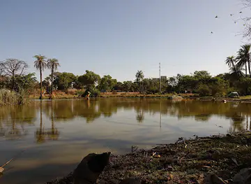 Lily pond