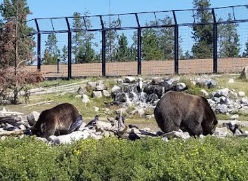 Grizzly & Wolf Discovery Center