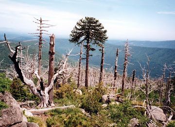 chile/araucania-region/attraction/reserva-nacional-malleco