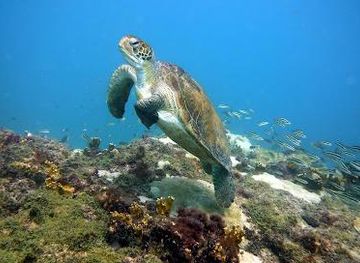 cabo-verde/sal-rei/attraction/cabo-verde-diving-aquarium