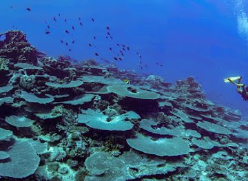 french-polynesia/austral-islands/attraction/tubuai-plongee