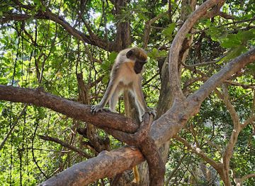 the-gambia/western-region/attraction/bijilo-national-park