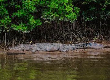 australia/daintree-rainforest/attraction/bruce-belcher-son-daintree-river-cruises