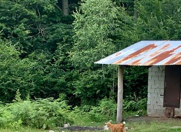 ukraine/pylypets/attraction/budynochok-u-lisi