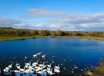 WWT Caerlaverock