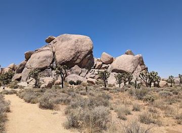 california/joshua-tree/attraction/cap-rock-nature-trail