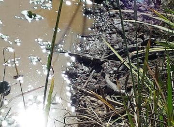 mississippi/ross-barnett-reservoir/attraction/pipeline-rd-brandon-ms