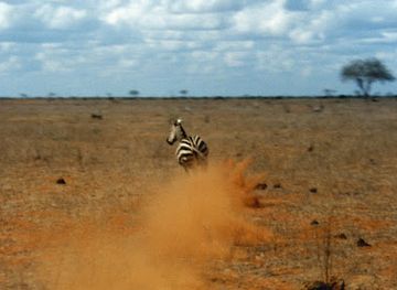 kenya/chyulu-hills-national-park/attraction/tsavo