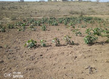 kenya/mount-longonot/attraction/kelvin-one