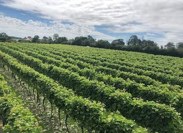 united-kingdom/norwich/attraction/winbirri-vineyard