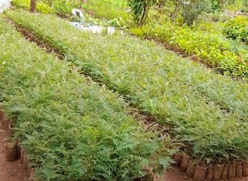 kenya/kitale/attraction/besiwa-green-environment-movement-be-gem