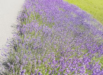 poland/opole/attraction/dab-piastowski-pomnik-przyrody