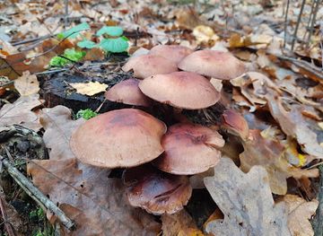 poland/kampinos-national-park/attraction/uroczysko-jakubow