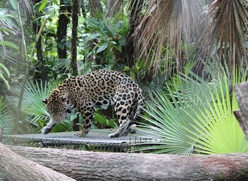 belize/the-cayes/attraction/the-belize-zoo-and-tropical-education-center