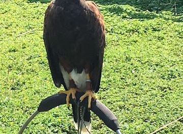 malta/zurrieq/attraction/malta-falconry-centre