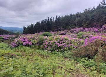 ireland/county-tipperary/attraction/whitewall-bridge-viewing-point-and-car-park