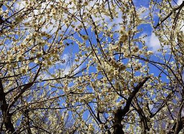 japan/tokyo/attraction/akatsuka-tameike-park