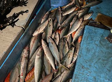 maldives/kaafu-atoll/attraction/fishing-point