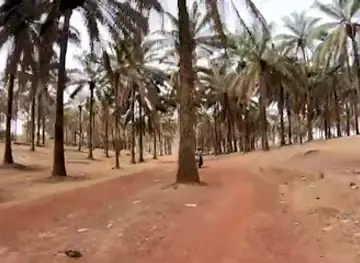 Kenema palmtree park