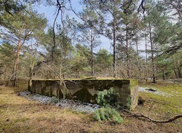 poland/hel-peninsula/attraction/magic-pine-nature-monument