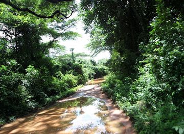 guinea-bissau/cantanhez-forest-national-park/attraction/national-park-cantanhez-forests