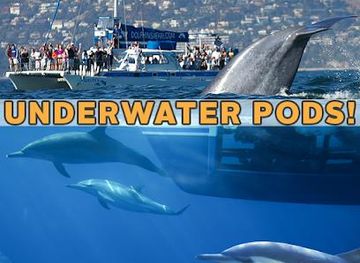 california/costa-mesa/attraction/capt-dave-s-dana-point-dolphin-whale-watching-safari