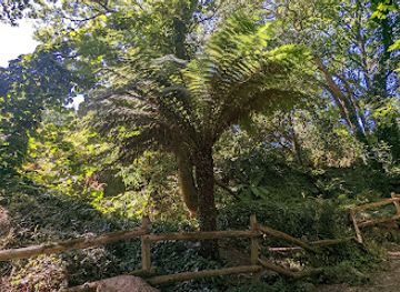 france/côte-de-granit-rose/attraction/fougere-arborescente