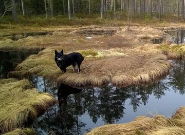 finland/north-karelia/attraction/pirtea-passi-oy