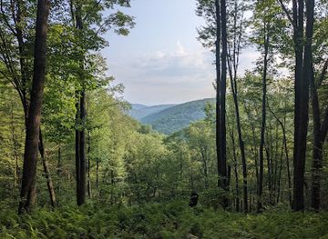 pennsylvania/allegheny-national-forest/attraction/quehanna-trail