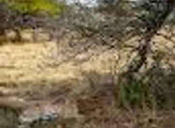 AfriCat Foundation